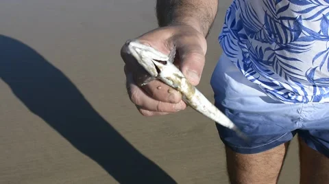 The struggling mackerel fish is trying to escape a fisherman strong hand. Stock Footage 64797203