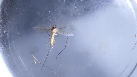 Struggling mosquito 2 Stock Footage 254012427