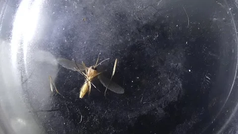 Struggling Mosquito Stock Footage 253689050