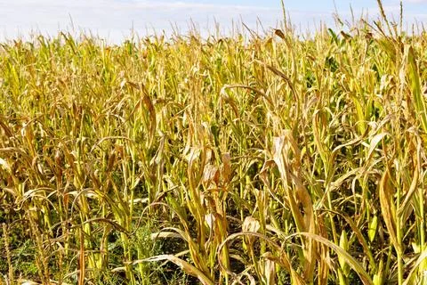 Struktur als Hintergrund geeignet field of maize plants at autumn before h... Stock Photos