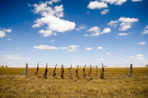 Strung up foxes Stock Photos