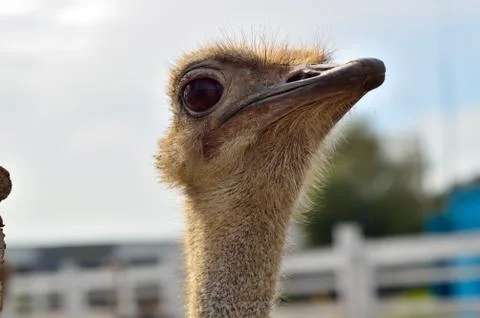 Struthio camelus camelus Stock Photos