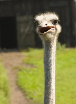 Struthio camelus Stock Photos