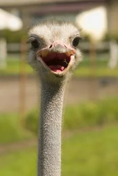 Struthio camelus Stock Photos