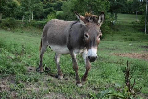 A strutting donkey Stock Photos