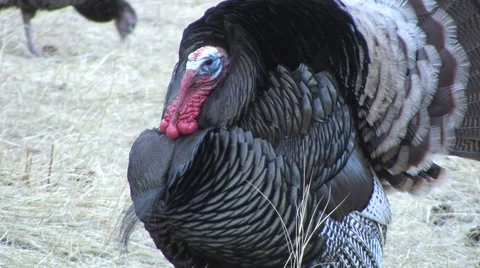 Strutting Gobbler CloseUp &amp; Good Calling Stock Footage 49090427