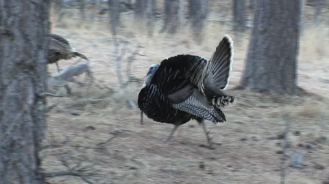 Strutting Gobbler Displays While Walking Fast to Join Flock Stock Footage 49106122