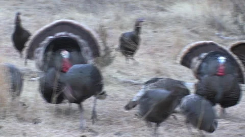 Strutting Gobblers Join Feeding Hens Bearded Hen w/Audio Stock Footage 49097193