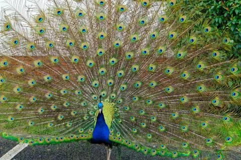 Strutting Peacock Stockfoto's