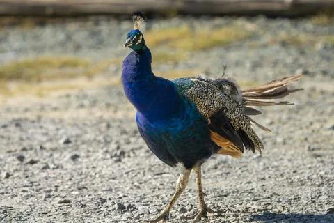 Strutting Peacock Foto stock