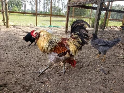 Strutting Rooster Stock Photos