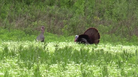 Strutting tom turkey Stock Footage 63218147