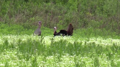 Strutting tom turkey Stock Footage 63218280