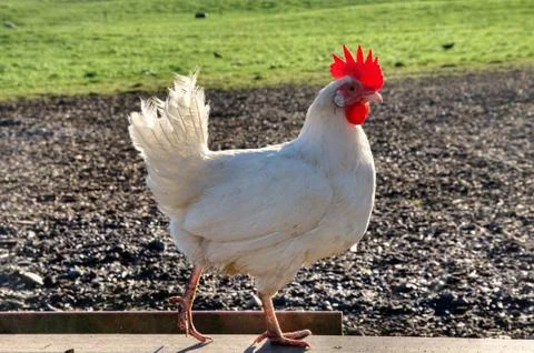 Strutting white chicken Stock-Fotos