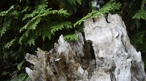 Stub and thuja tree Video stock 52587615