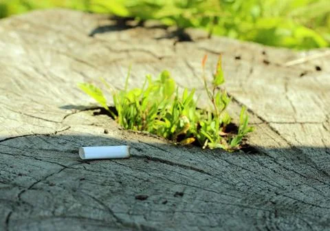 Stub of cigarette lying on a tree stump germinating Stock Photos