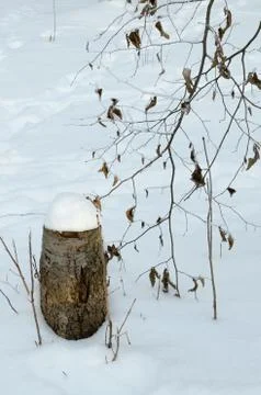 Stub in winter Stock Photos