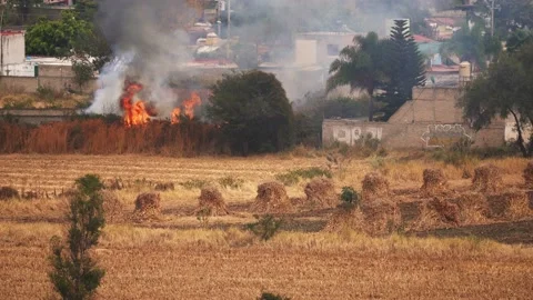 Stubble burning field fire near houses Stock Footage 148180751