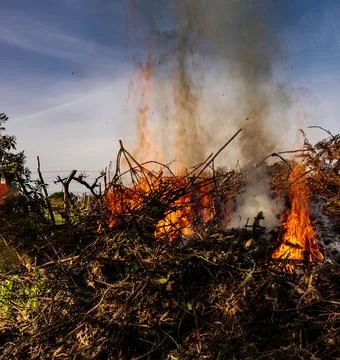 Stubble burning Stock Photos