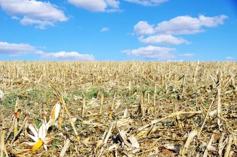 Stubble with corn cob on the ground Stock Photos