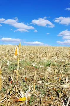 Stubble with corn cobs on the ground Stock Photos