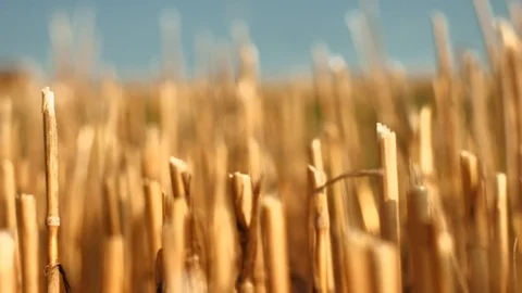Stubble field low angle close up. 4K resolution trucking shot. Vídeos de archivo 115893019