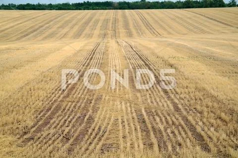 Stubble field with panoramic view Stock Photos