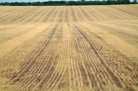 Stubble field with panoramic view Stock Photos