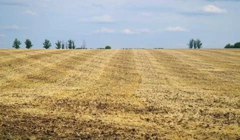 Stubble field with panoramic view Stock Photos