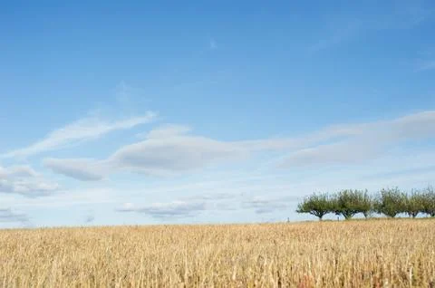 Stubble field Stock Photos