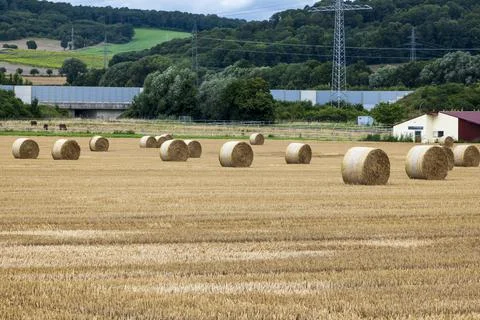 Stubble field with several large straw rolls Stock Photos
