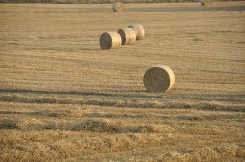 Stubble field with straw rolls Stock Photos