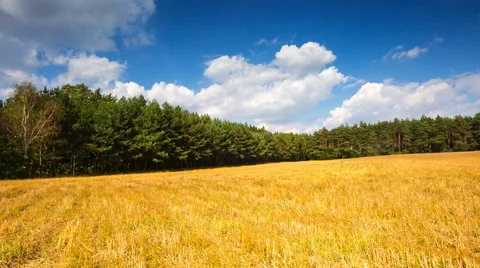 Stubble field under blue sky with clouds. Video stock 58907158
