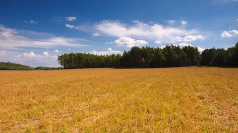 Stubble field under blue sky with clouds. Stock Footage 58907300