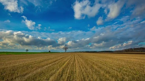 Stubble field under blue sky with fast moving clouds, 4k timelapse. Video stock 83695261