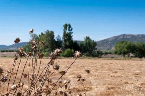 Stubble fields Stock Photos