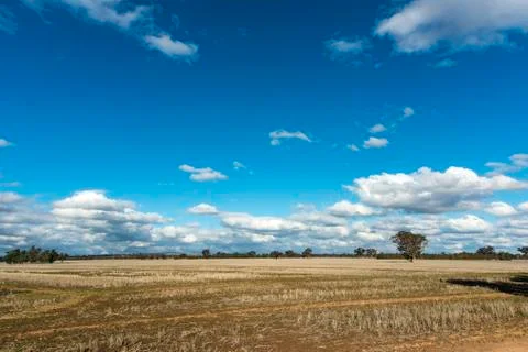 Stubble fields post harvest against blue sky and clouds. Stock Photos
