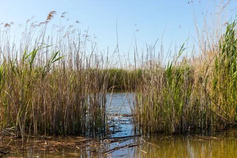 Stubble fields by the river in Evros Delta, Greece Stock Photos