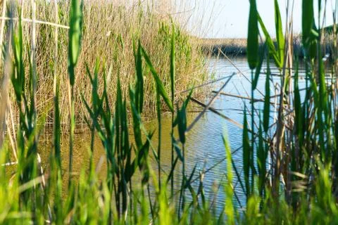 Stubble fields by the river in Evros Delta, Greece Stock Photos