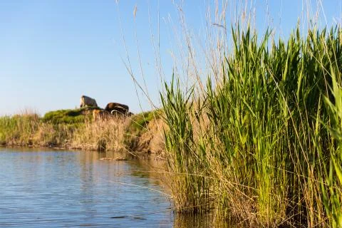 Stubble fields by the river Foto stock