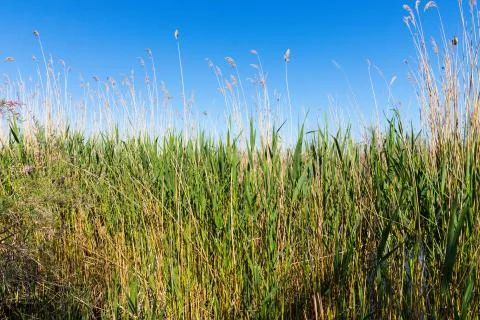 Stubble fields under the blue sky Stock Photos