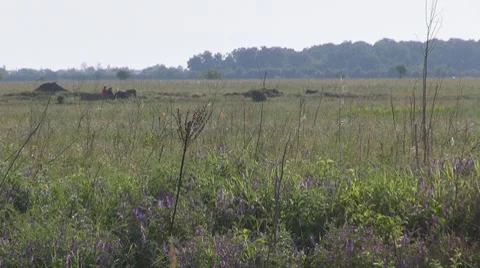 Stubble Vídeos de archivo 8686667