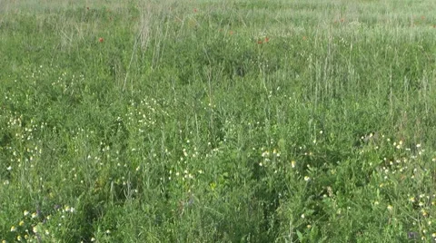 Stubble Видео 8686688