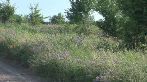 Stubble Vidéo 8686725