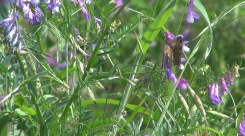Stubble Vídeos de archivo 8686908