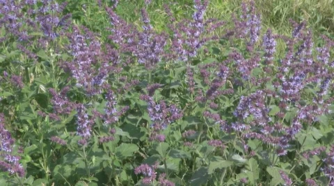 Stubble Stock-Footage 8686963