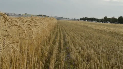 Stubble Video stock 135507305