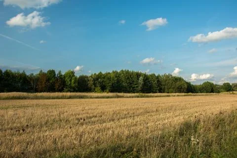 Stubble in front of the forest and clouds on blue sky Stock Photos