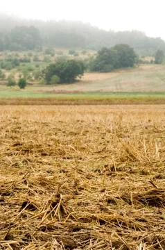 Stubble mulch Stock Photos