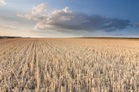 Stubble Stock Photos